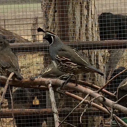 24++ Valley Quail Hatching eggs. NPIP &amp; AI Free Flock