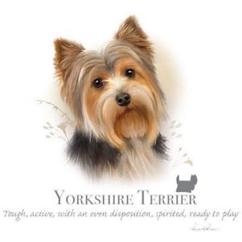 Yorkshire terrier dog heat press transfer for t shirt sweatshirt fabric 917b for sale