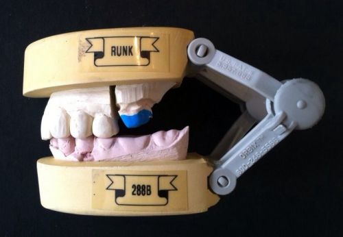 DENTAL TYPODONT MEDICAL SCIENCE TEETH TOOTH HALF JAW STUDY MODEL LAB VTG