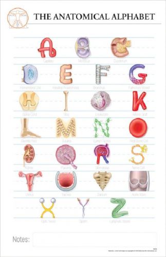 11 x 17 Post-It Anatomical Chart: ANATOMICAL ALPHABET