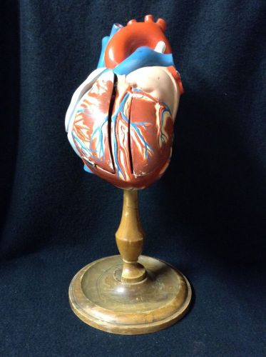 Antique Denoyer Geppert A40 The Original Giant Heart of America Anatomical Model