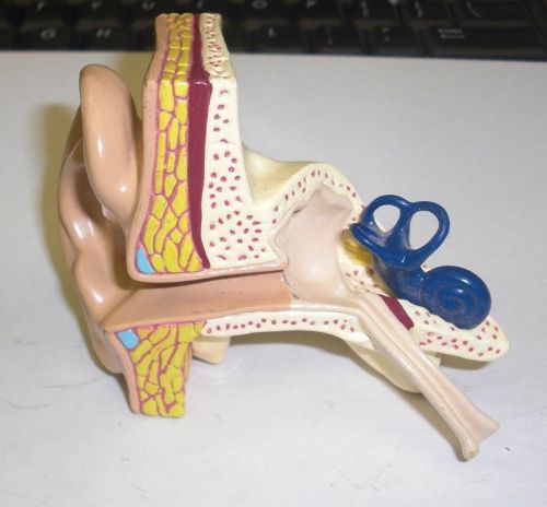 ear model 994gpi diagram Biological Anatomical Model Human Ear Auditory