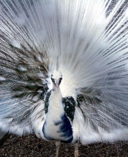 Peacock Peafowl Hatching Eggs