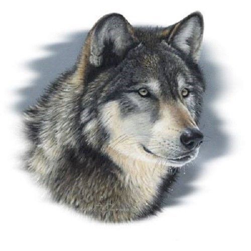 Wolf stare heat press transfer for t shirt tote bag sweatshirt quilt fabric 224 for sale