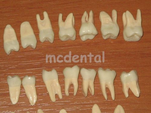 28 PACK DENTAL STUDY MODEL SET ANATOMICAL TEETH HYGIENE PERMANENT TOOTH DEMO