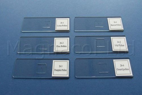 Microscope Slides: Prepared Slides - Pollen