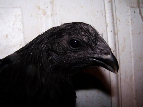 1 Ayam Cemani HYBRID Hatching Egg GREENFIRE FARM / SILKIE