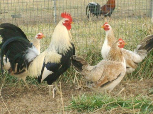 7+ chicken gamefowl hatching eggs pure regular greys-presale ships n 30to 45days for sale