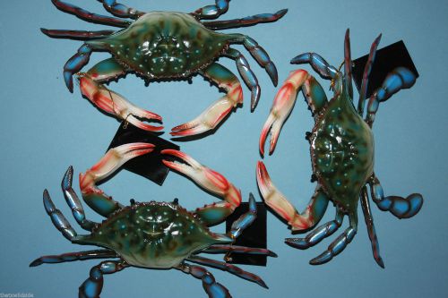 (4), BLUE CRABS, 9&#034;-10&#034;,DISPLAY,CRABS,SEAFOOD RESTAURANT,CRABS,CRAB SHACK #XX