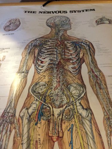 42 x 62 Nervous System Wallchart