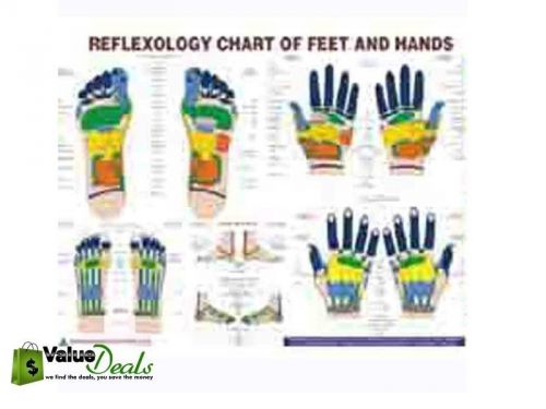 Engligh Language Reflexology New Chart Study Academics Teaching Educational