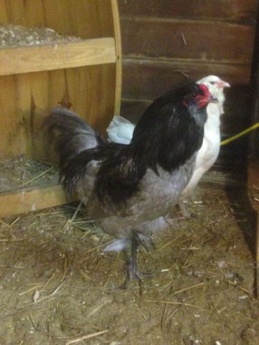 6+ Blue Ameraucana hatching chicken eggs