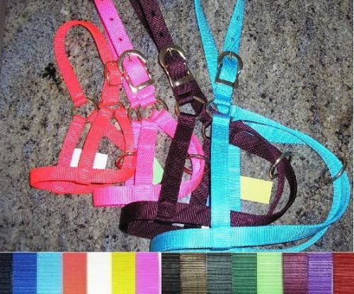 2 calf halters - double ply nylon - made in usa for sale