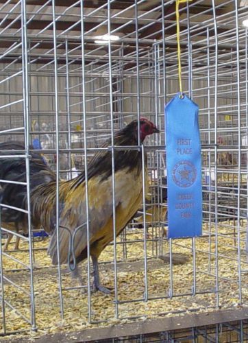 (8+) Blue Quail OEG Bantam hatching eggs