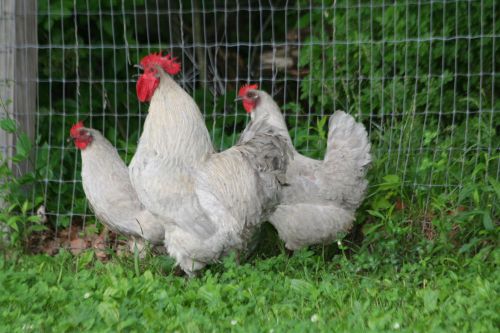 8 + LAVENDER ORPINGTON  RARE FERTILE HATCHING EGGS