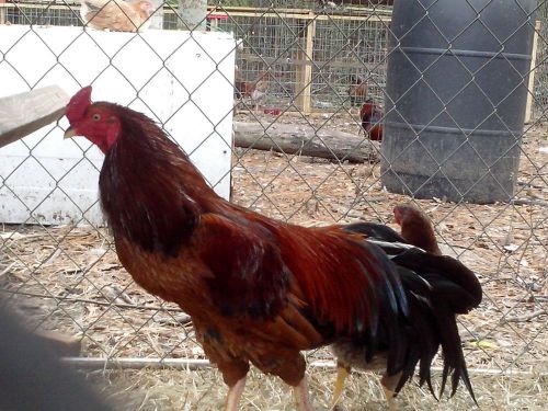 (12) Ganoi x Bole Asil,  Ganoi x Red Quill gamefowl hatching eggs