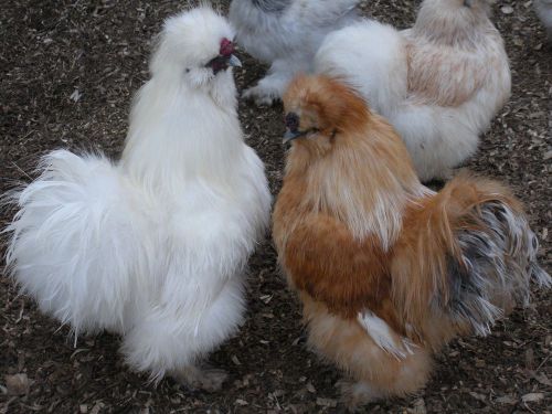 Bearded Silkie Hatching Eggs