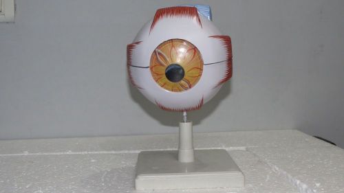 Eye Model Human