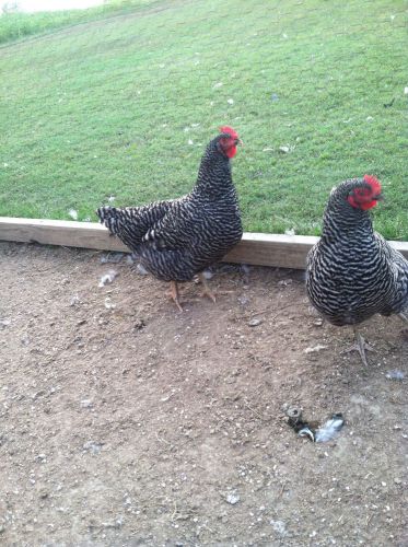 30+6 Fresh Pure Plymouth Barred Rock Fertile Hatching Eggs ShippedInFoam