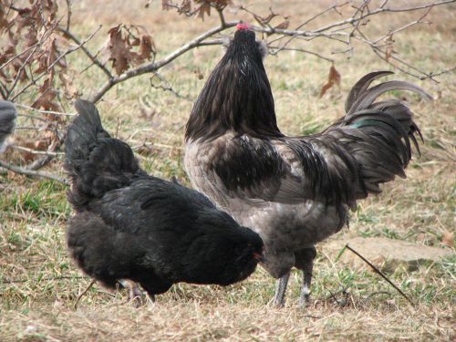 Ameraucana QUALITY Hatching Eggs