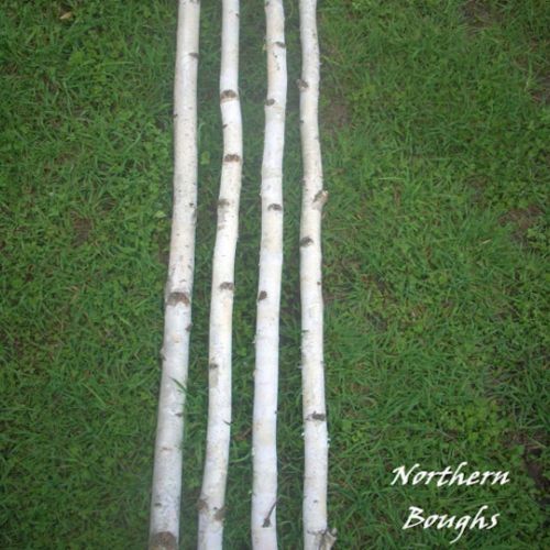 Medium Birch Poles 4ft (Min order 50)