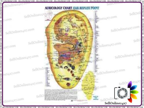 Auricology Chart Ear Reflex Point Quick Study Academics/ Educational