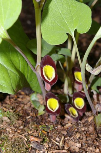 Fresh premium aristolochia &#034;steupii&#034; (dutchman&#039;s pipe)-(10 seeds) wow!, l@@k!!!! for sale