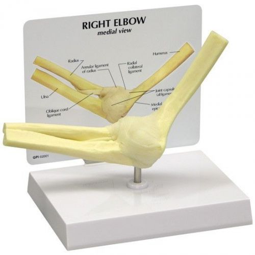 New anatomical basic elbow joint model wow! overstocked returned by customer for sale