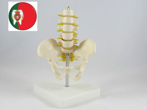 Professional Medical Anatomic model Pelvis w/ 5 Lumbar Vertebrae Hf Size ARTMED