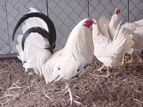 (8+) White Kelso Gamefowl Hatching Eggs