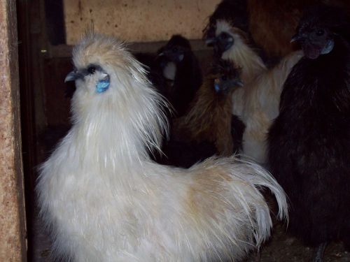 10 +2 Silkie  hatching eggs