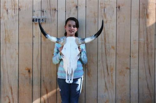 Steer skull long horns 2&#039; 5&#034; cow bull skulls horn h6836 for sale