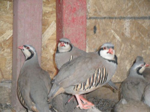 Rare Blue Albino Gened Chukar Partridge Hatching Eggs 12