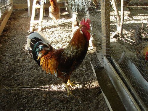 11+fertile Millie Fluer chicken hatching eggs