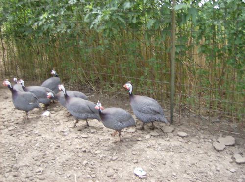 10+ french, slate, violet guinea hatching eggs