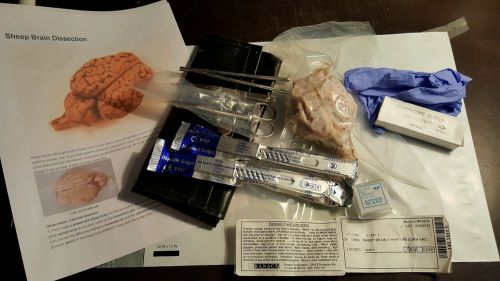 Sheep brain anatomy dissection kit set dissecting teachers lab for sale