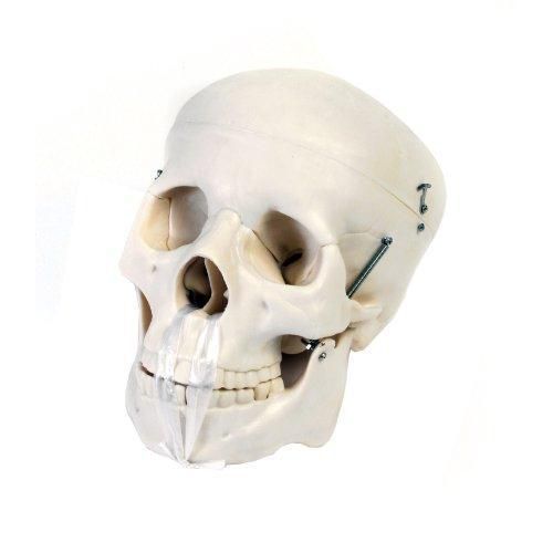 American educational 7-1391 human skull model, life-size, plastic new for sale