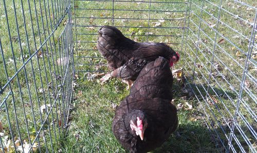 10+ Chocolate Wyandotte Bantam Hatching Eggs - NPIP