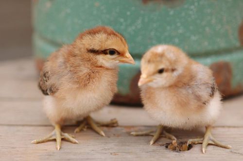 12 rare hatching eggs - gulls, fbc marans, bielefelders, swedish flower hen npip for sale