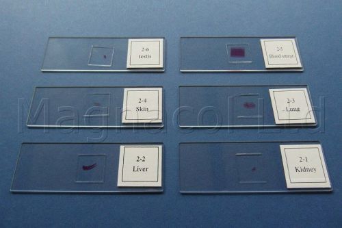 Microscope slides: Prepared slides - Frog Structure