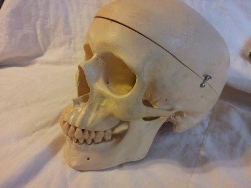 3B Scientific Plastic Human Skull Model