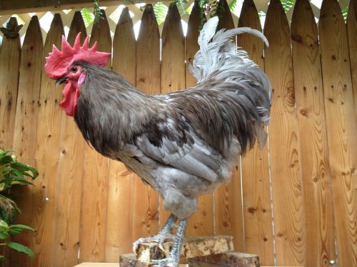 Exotic Hatching Eggs(12) 4-Jersey Giant 4-Swedish Flowers4-Ice White Ameraucana