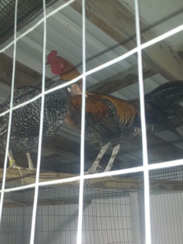 4+ &#034;Dom Peruvian&#034;  Gamefowl Hatching Eggs .....