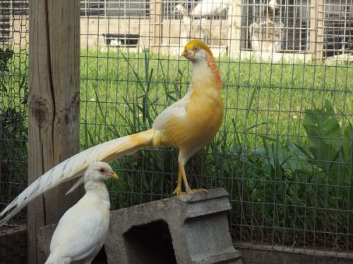 Presale, 6 Peach Golden Pheasant Hatching Eggs, Pheasant, quail, duck, NPIP