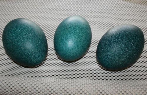 emu eggs