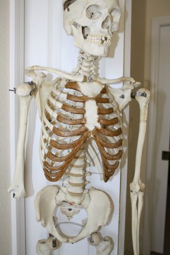 REAL SIZE HUMAN SKELETON MEDICAL ANATOMY STUDY BONES GOOD CONDITION