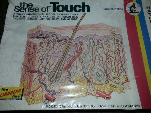 THE SENSE OF TOUCH KIT ANATOMY MODEL