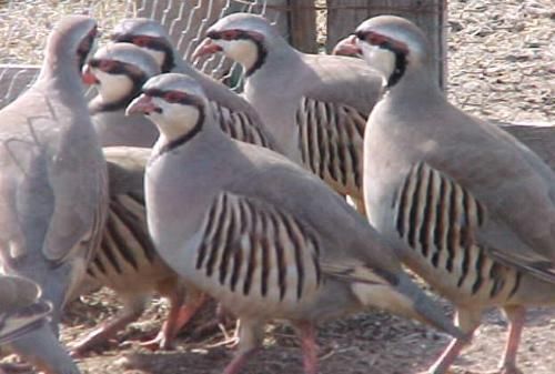 55 Idaho Silver Bullet Chukar Hatching eggs - Shipping NOW