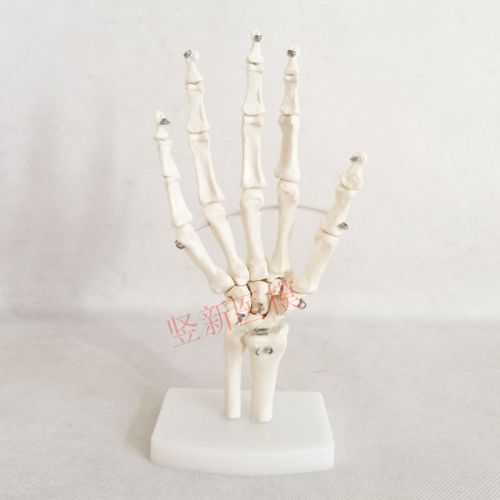 NEW LIFE SIZE HUMAN SKELETON HAND JOINT ANATOMICAL ANATOMY 55