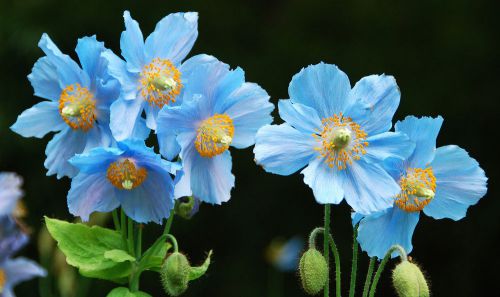 Fresh papaver somniferum&#034;(persian blue poppy)-(20+ seeds) hardy, wow, l@@k!!!!!! for sale